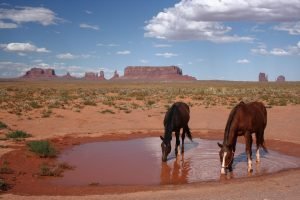 Wild Horses