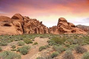 Desert Landscape